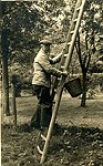 Kersenplukker Pex woonde in Oirsbeek woonde op de hoek Rijksweg - Altaarstraat. Hij was de kersen aan het plukken in de tuin van Doter Cats in de tuin. 
Foto rond 1955.